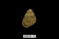 藏品(石田螺)的圖片